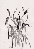 http://www.actionaqua.com/files/gimgs/th-93_neue scanns februar 6 3_v3.jpg
